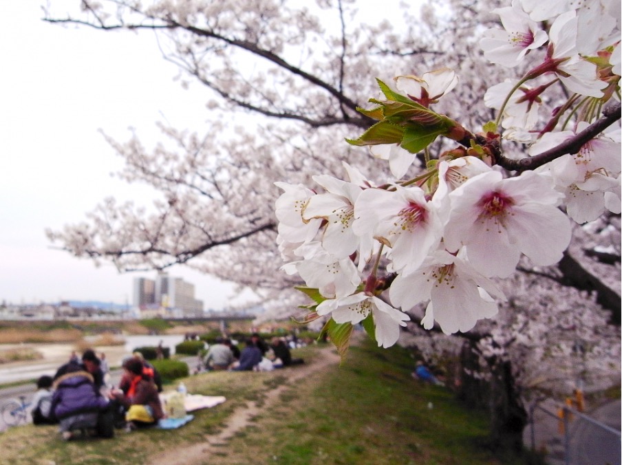 お花見