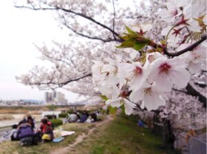 お花見